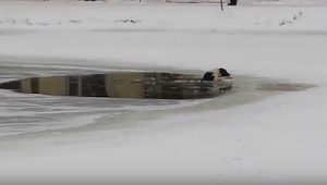 Un perro cayó al lago. ¡Te sorprenderás al ver quién lo salvó!